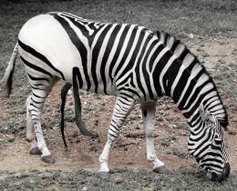 WhiteZebrawithBlackStrips